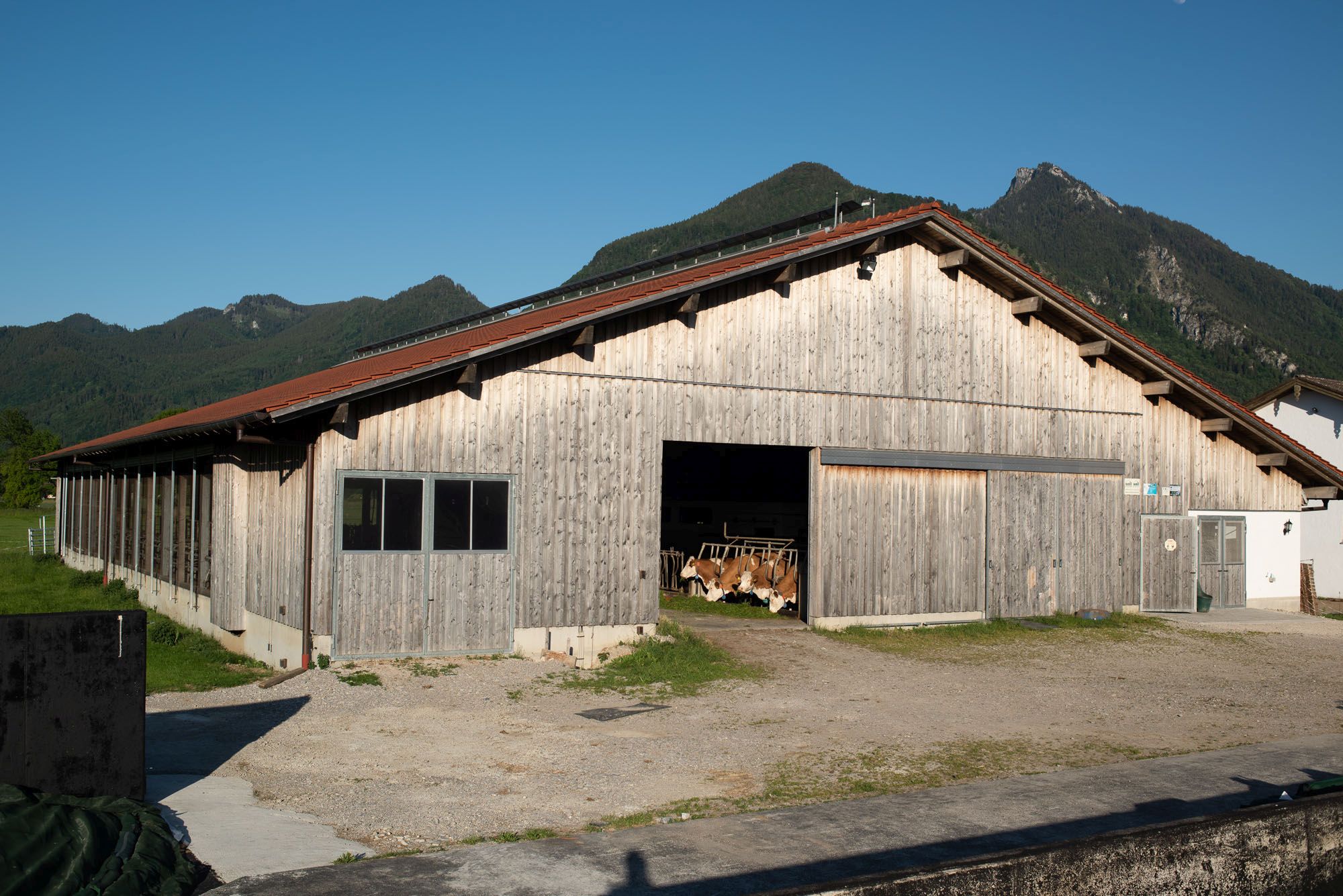Rinderstall